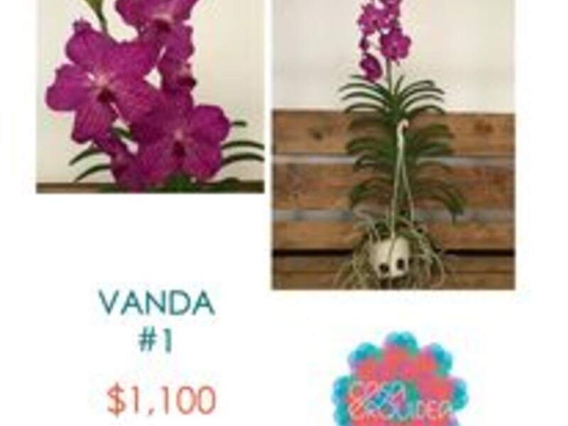 Vanda México