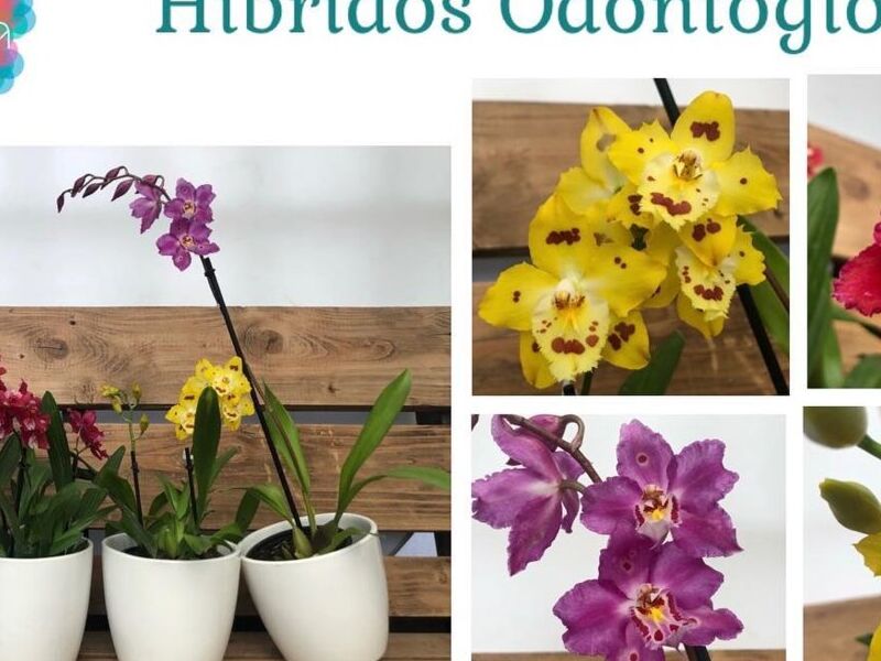 Orquídeas Odontoglossum México