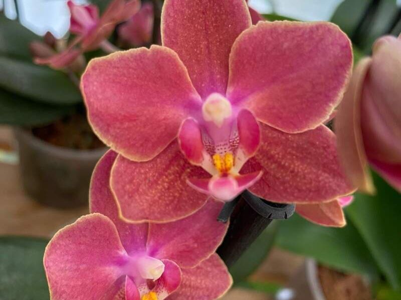 Orquídeas Rosa México