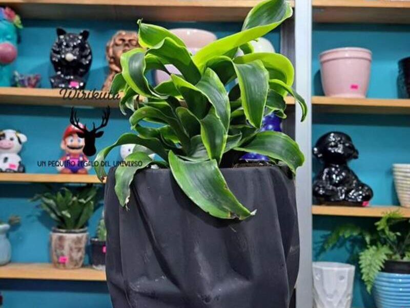 Dracaena Tornado México