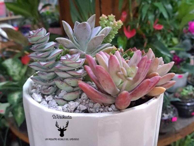 Echeveria Rosalinda México