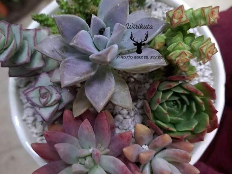 Crassula coralito México