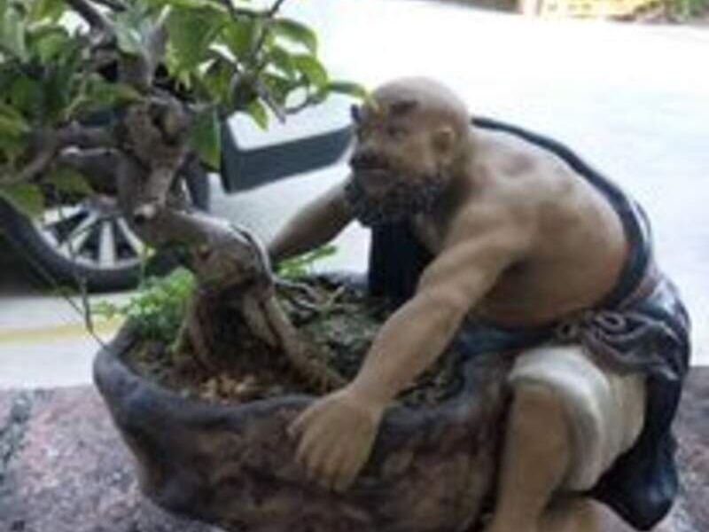Bonsai 1 México