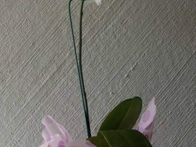 Orquídeas Blanca México