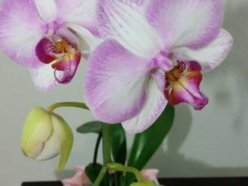 Orquídeas Rosa México