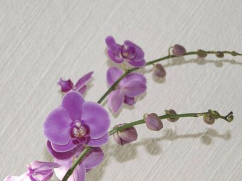 Orquídeas Lila México