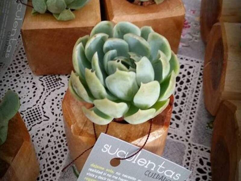 Suculentas madera México