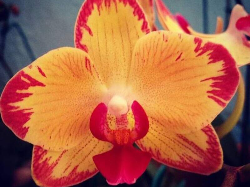 Phalaenopsis fuego México