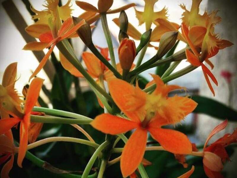 Epidendrum Radicans México