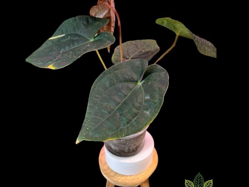 Monstera Albo Anthurium México