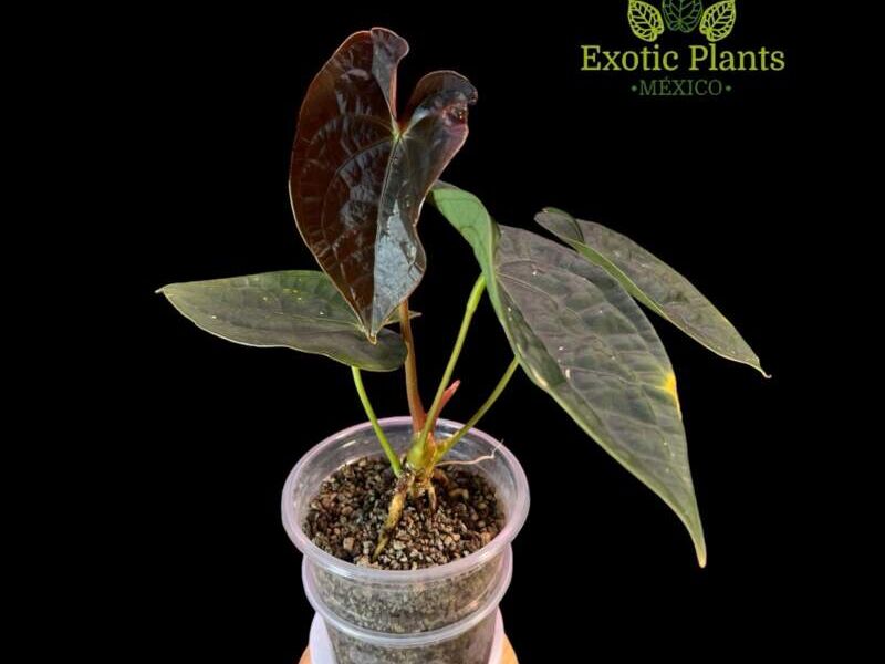 Monstera Albo Anthurium 2 México