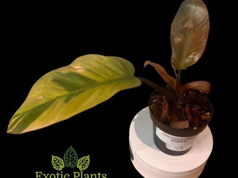 Philodendron Black Cardinal México