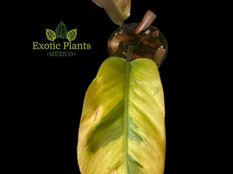 Philodendron Black Cardinal 3 México