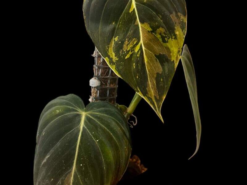 Philodendron melanochrysum México