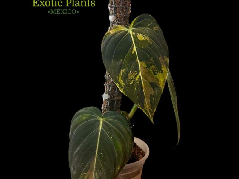Philodendron melanochrysum 2 México
