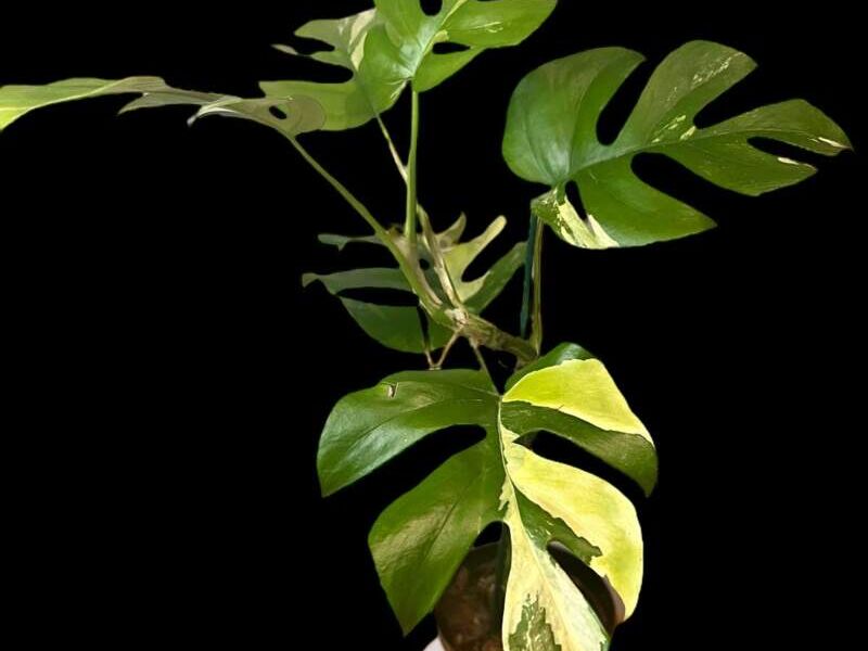 Monstera Albo Rhaphidophora México