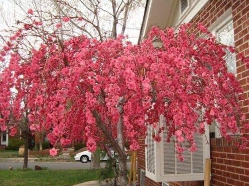 Cerezo Japonés Llorón Rosa México