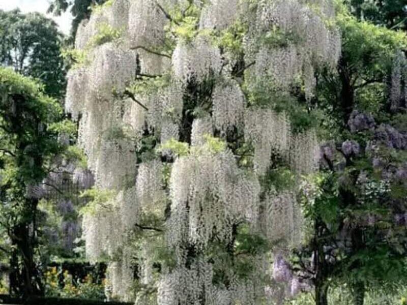 Wisteria Japonesa México