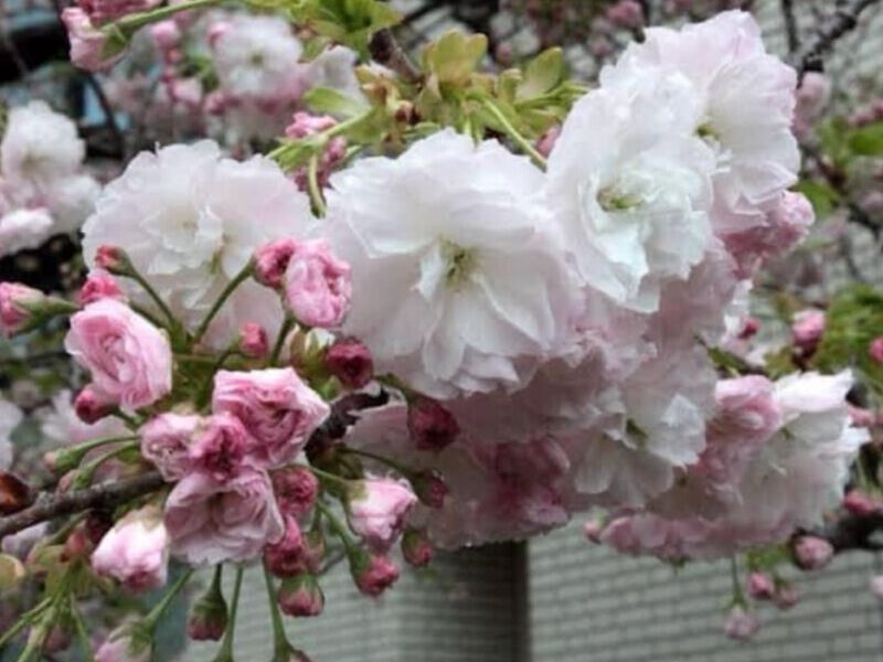 Cerezo Japonés Shogetsu México