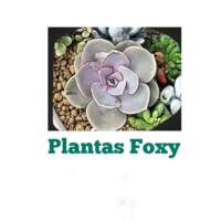 Plantas Foxy