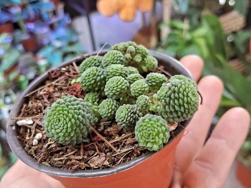 Monanthes México