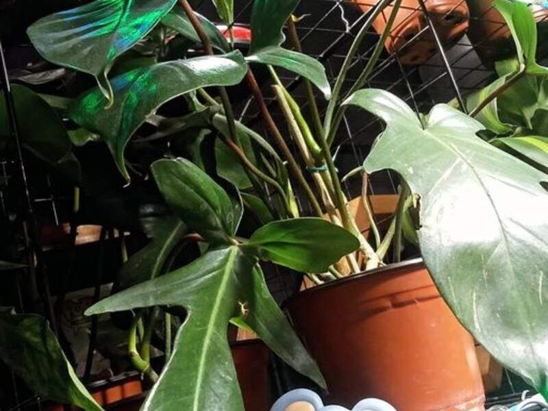 Philodendron paraíso verde México