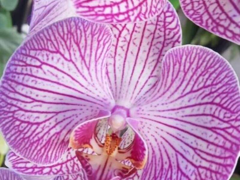 Orquidea phalaenopsis México
