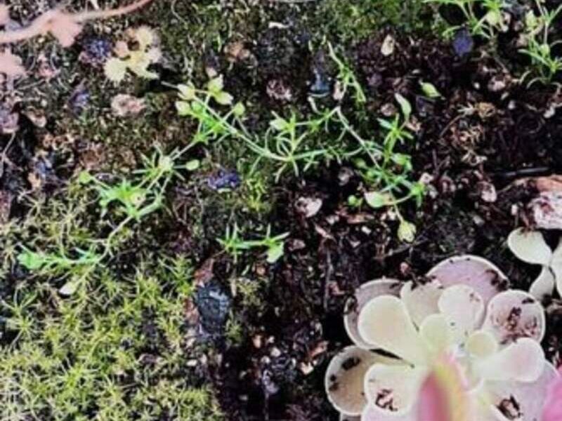 Terrario Carnivoras México