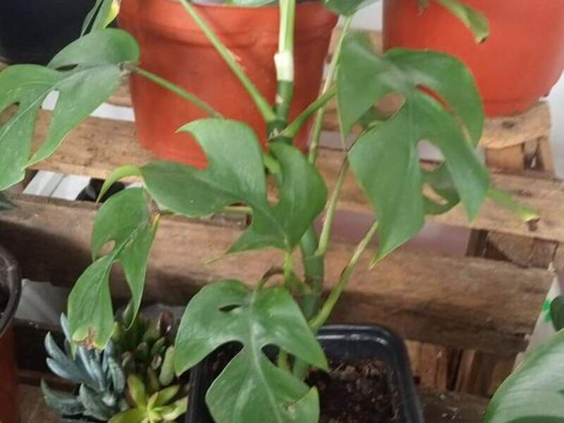 Raphidophora Tetrasperma México