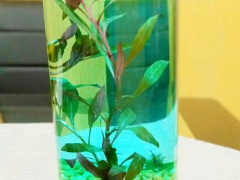 Planta acuario México