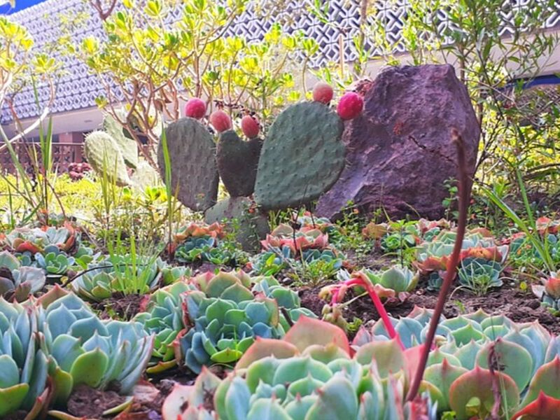 Diseño Jardín Desértico CDMX