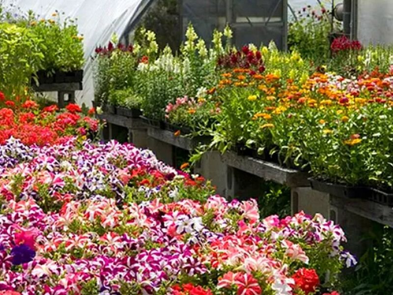 Diseño Jardines Orizaba