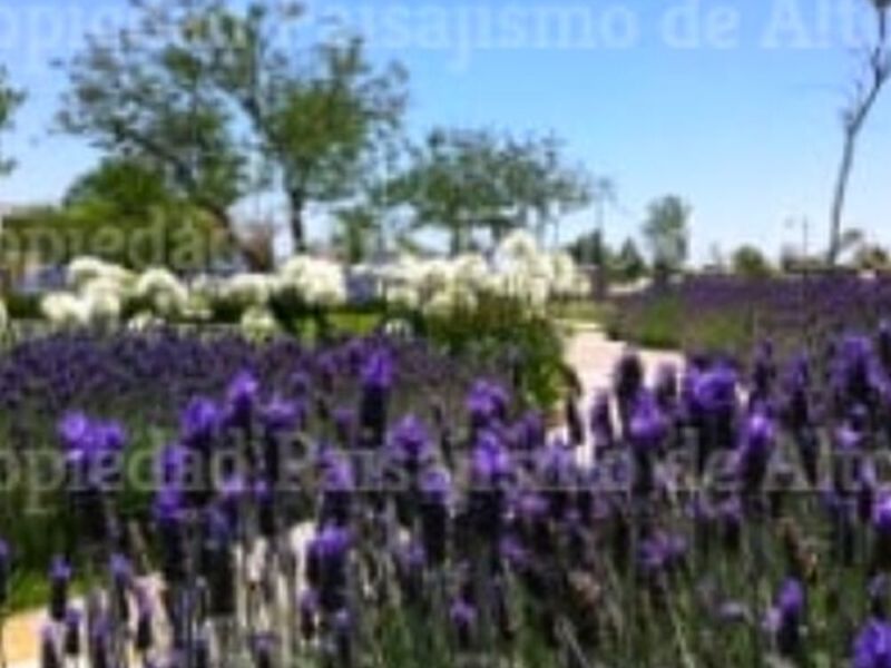 Diseño Paisajismo Córdoba