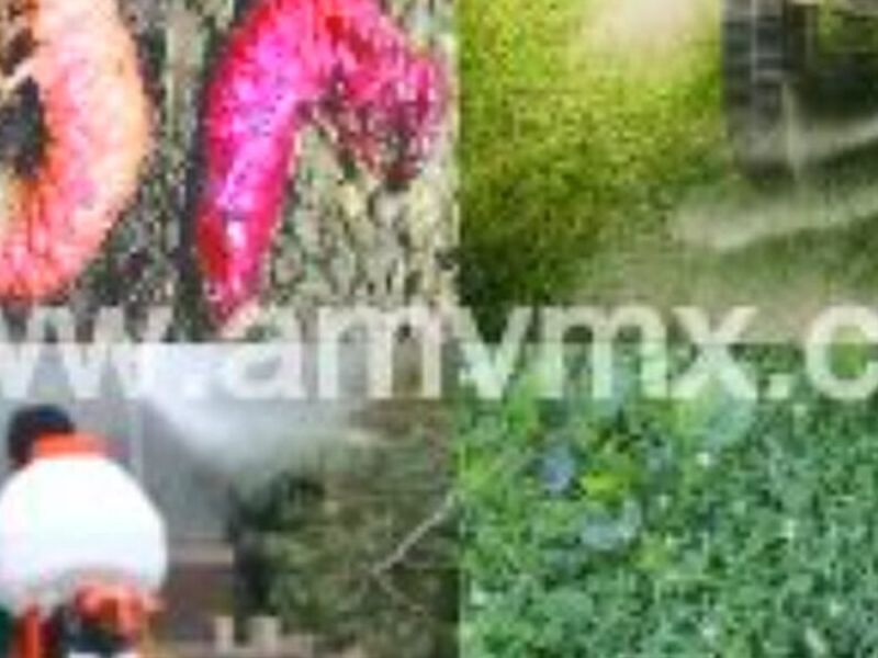 Fumigación Jardines Guanajuato