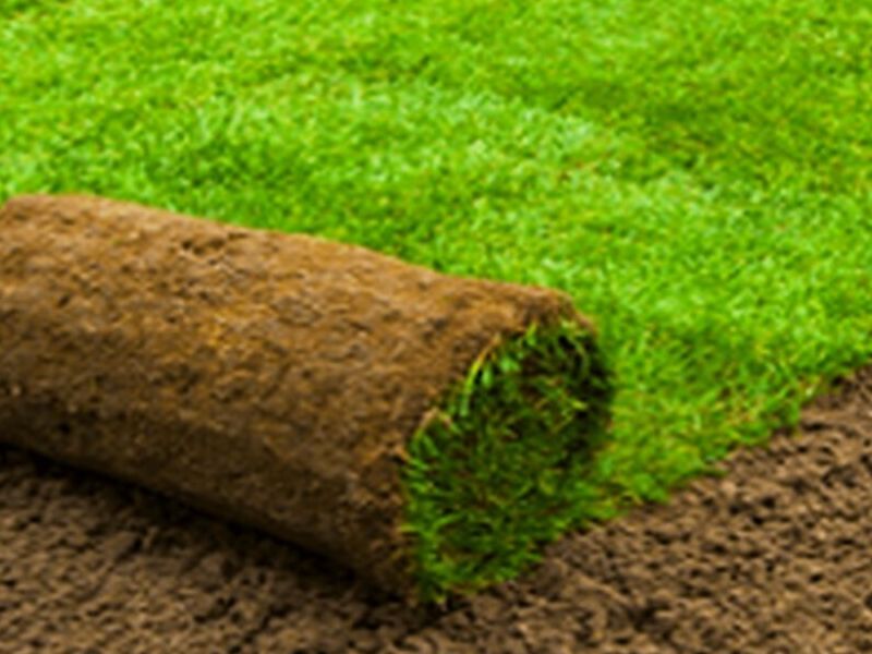 Instalación Pasto Rollo Guanajuato