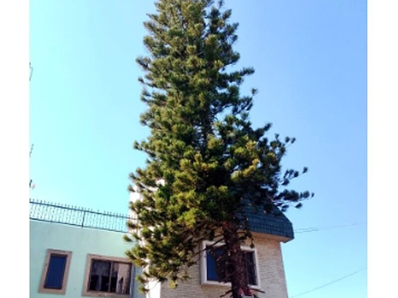 Poda de árboles Mexico