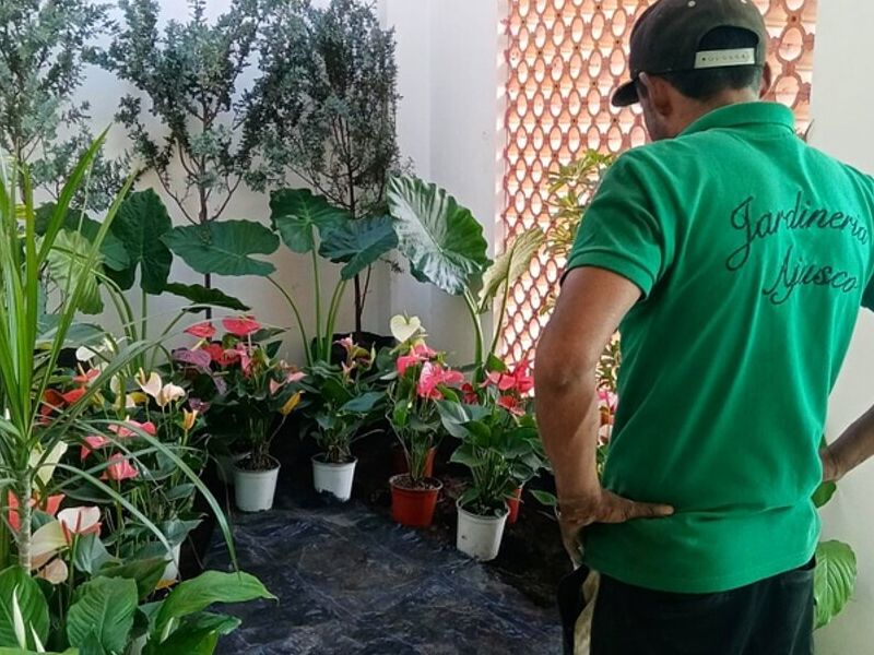 Venta de plantas Mexico