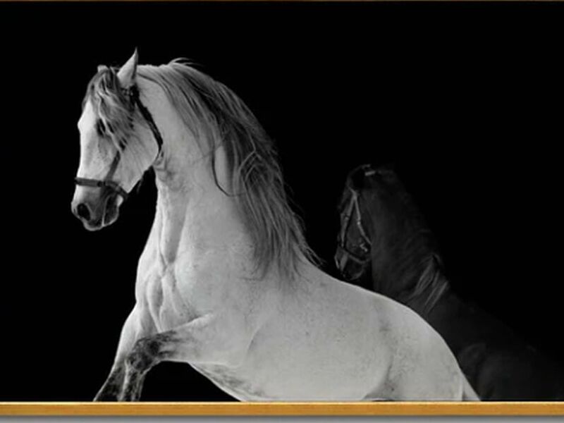 Cuadro Decorativo Caballo México