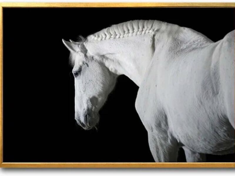 Cuadro Decorativo Caballo 01 México