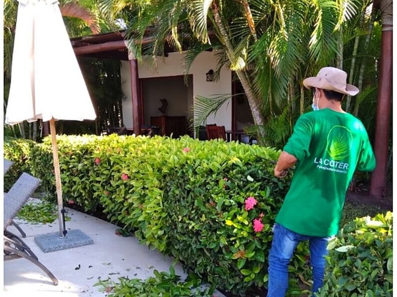 Asesoría arboles palmas Bahía de Banderas