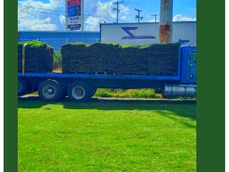Trasplante árboles Querétaro