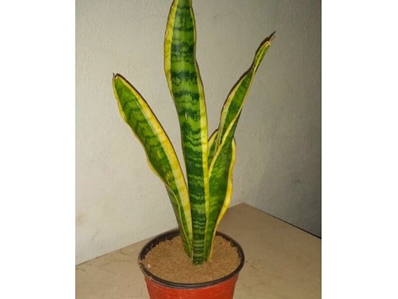 Plantas ornamentales Mexicali