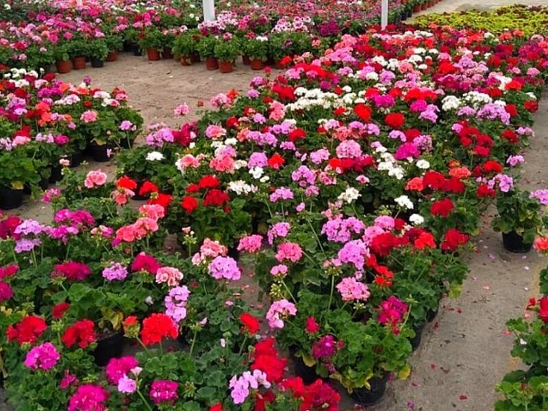 Plantas ornamentales Monterrey