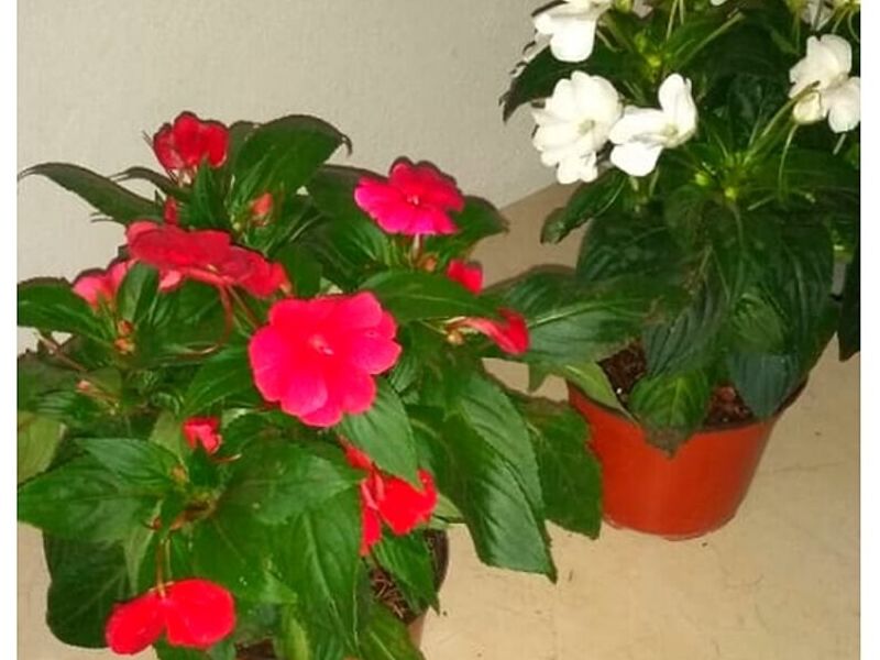 Plantas ornamentales México