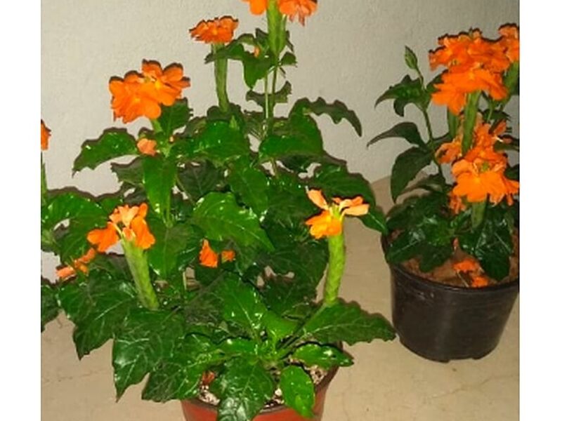 Plantas ornamentales Acapulco