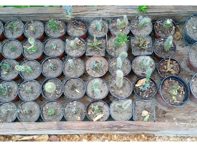 Plantas ornamentales Juárez 