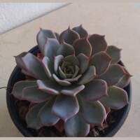 Viveros Las Flores