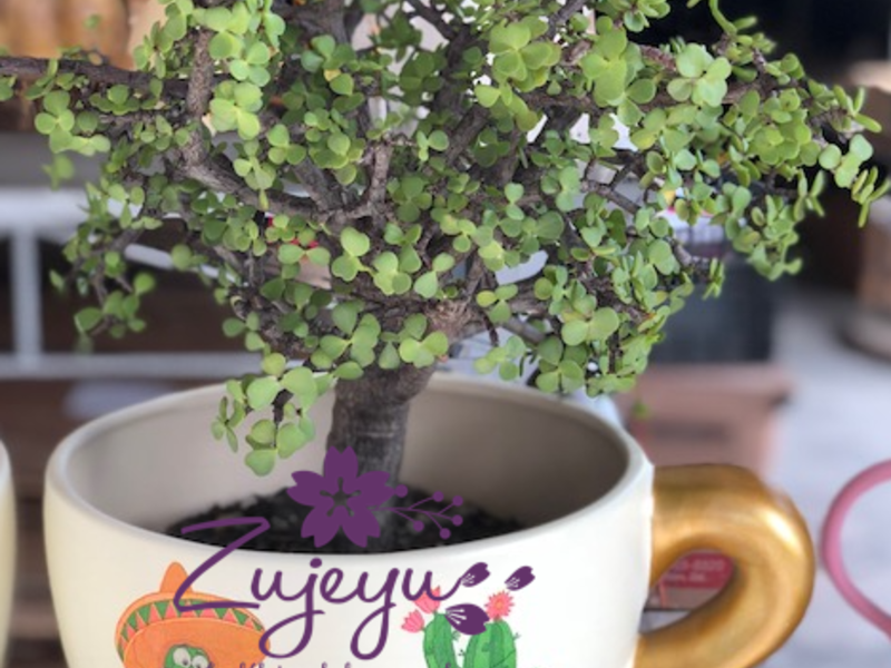 Maceta Cerámica Morelos