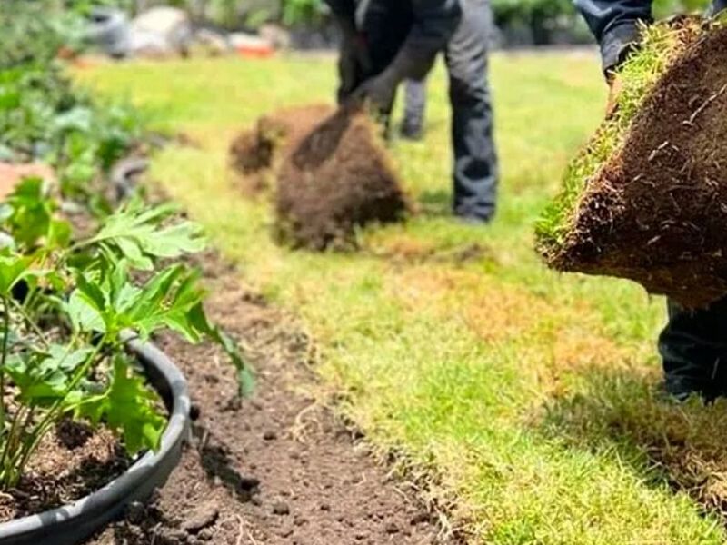 Poda estéctica Ciudad López Mateos