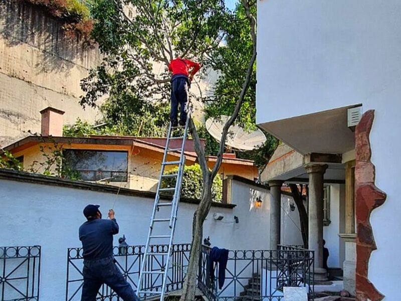Limpieza áreas verdes Ciudad López Mateos
